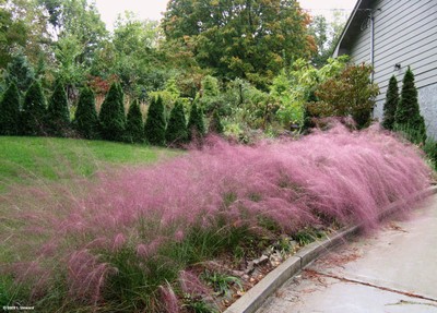 Muhlenbergia spp