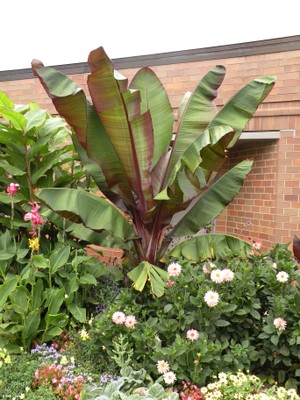 Musa spp