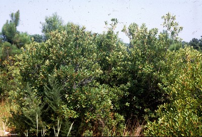 Myrica cerafera