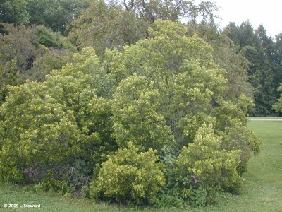 Myrica pensylvanica