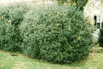 Osmanthus fragrans