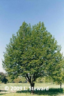 Ostrya carpinifolia