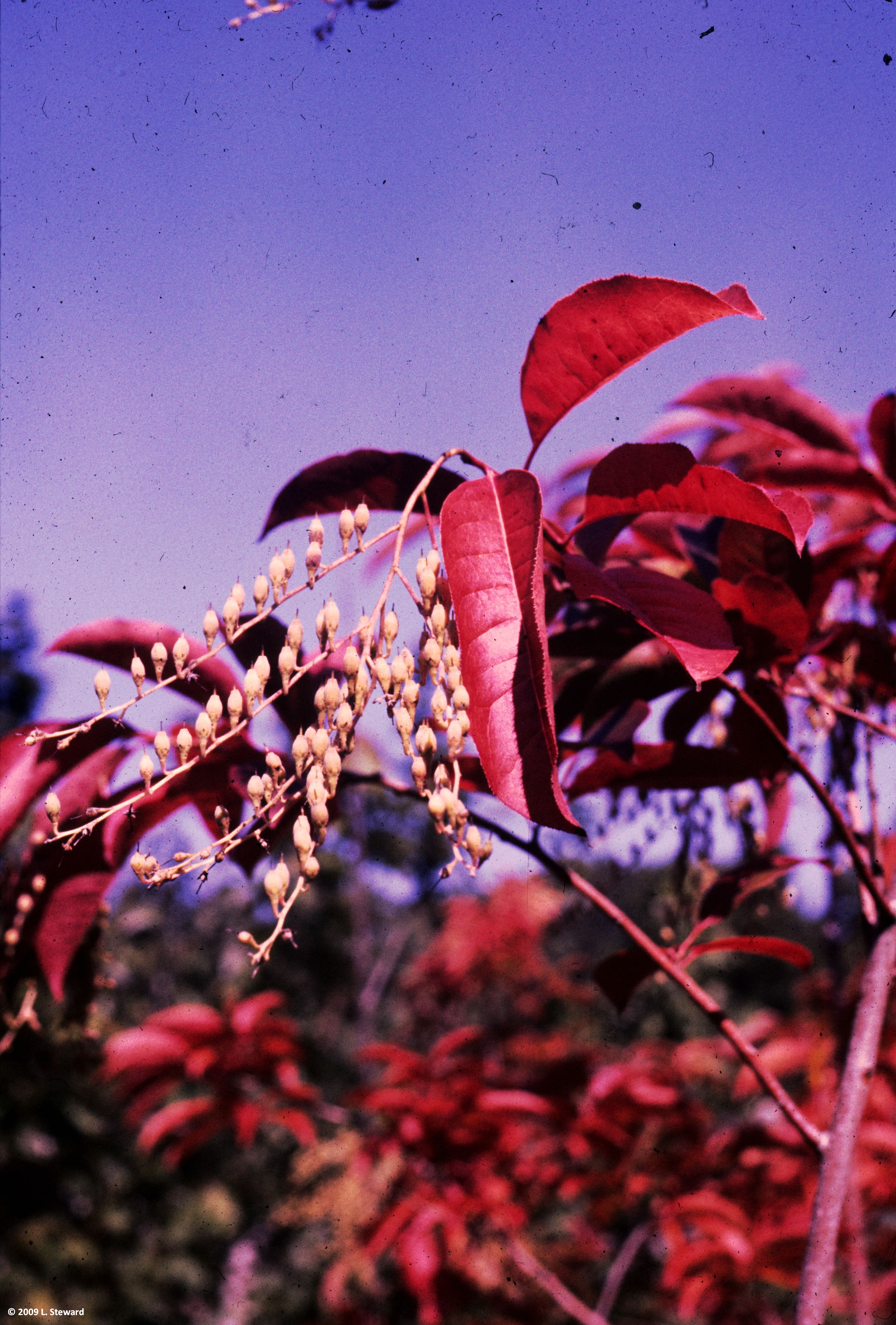 Oxydendron arboreum (fall color)