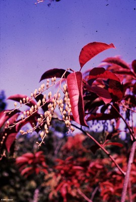 Oxydendron arboreum (fall color)