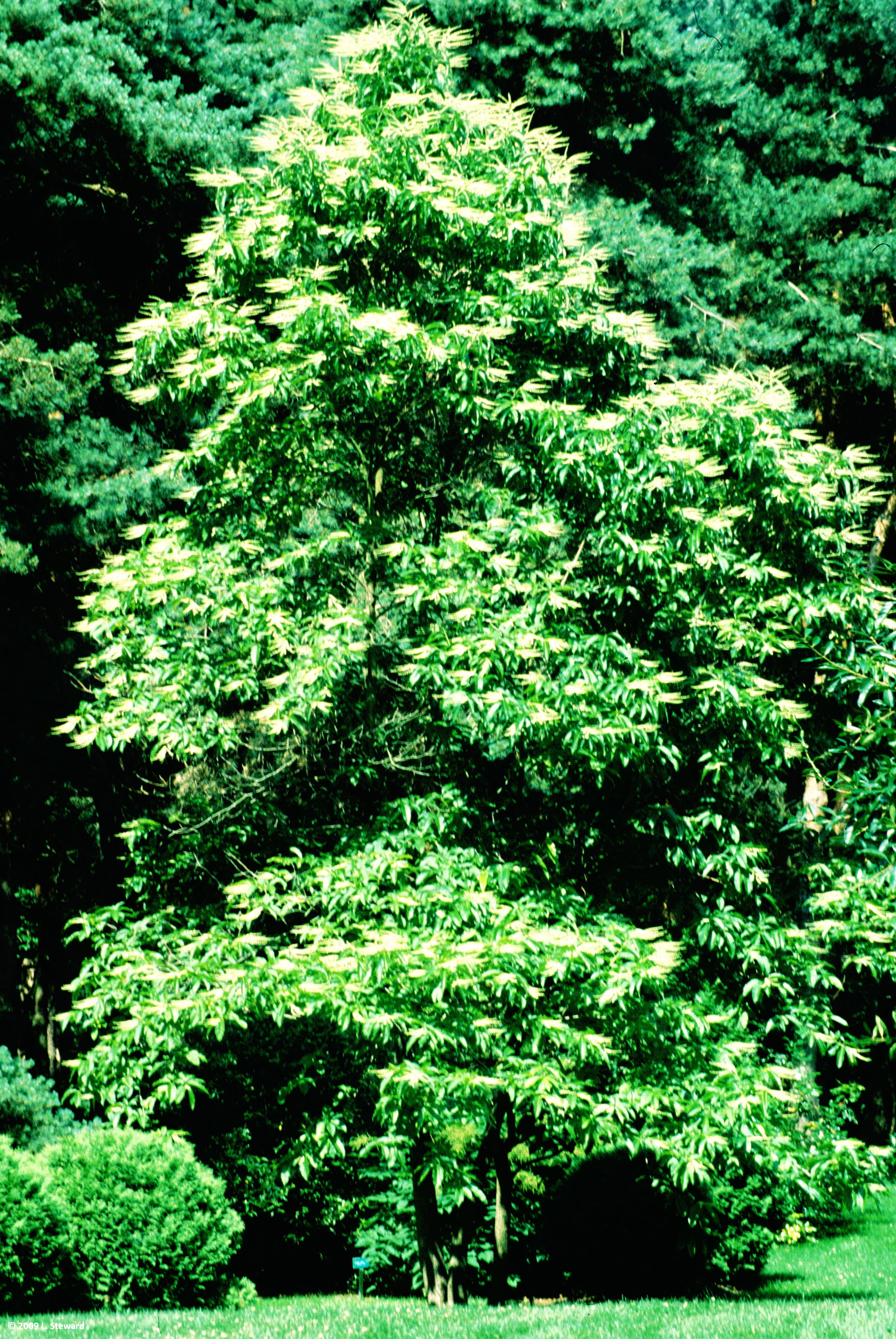 Oxydendron arboreum
