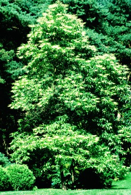 Oxydendron arboreum