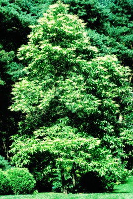 Oxydendron arboreum