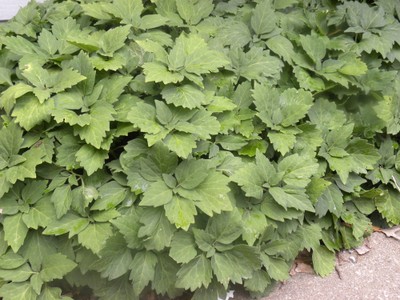 Pachysandra procumbens