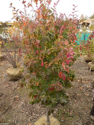 Parrotia persica