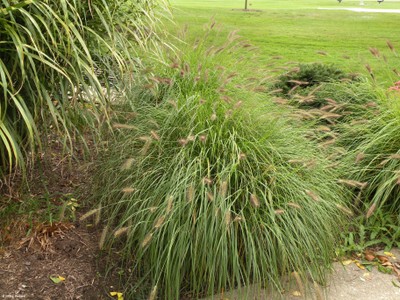 Pennisetum spp