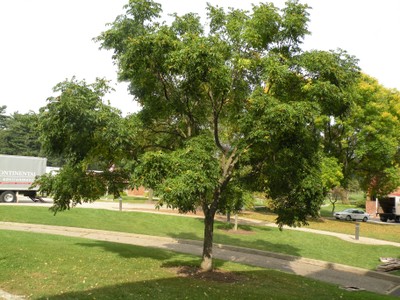 Phellodendron amurensis