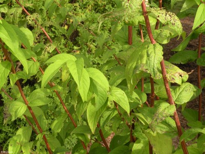 Philadelphis coronarius (foliage-stem)