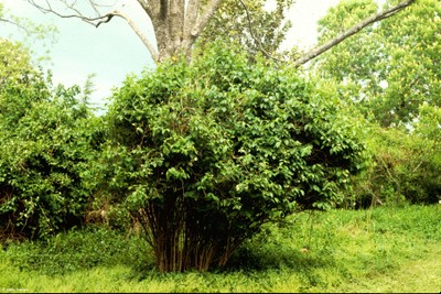 Philadelphis coronarius (form)