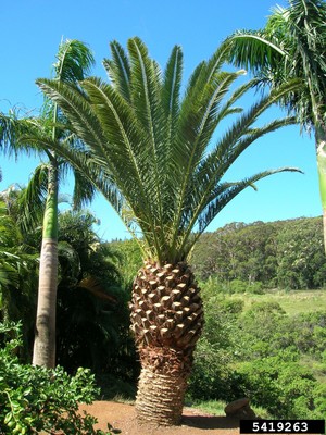 Phoenix canariensis 1.jpg