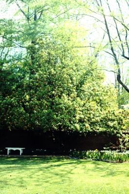 Photinia serrulata