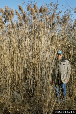 Phragmites australis1_0016216.jpg