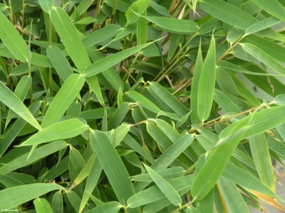 Phyllostachys spp (foliage)