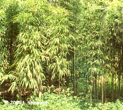 Phyllostachys spp