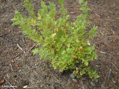 Physocarpus opulifolius