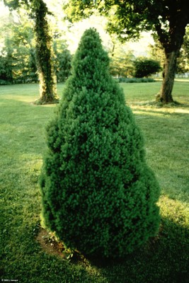 Picea glauca