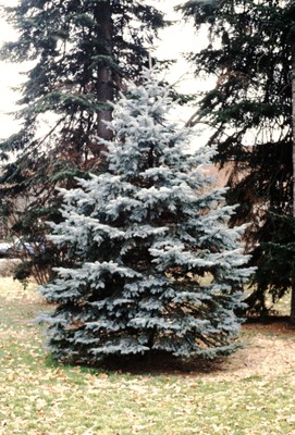 Picea pungens