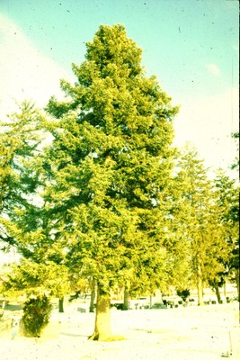 Picea rubens