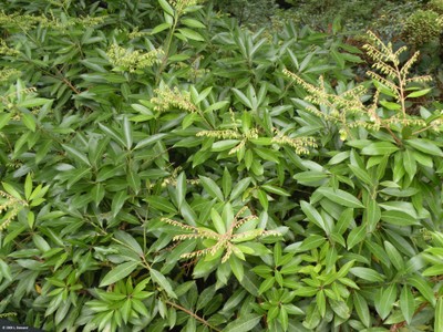 Pieris floribunda (foliage-flower)