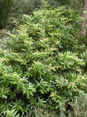 Pieris floribunda