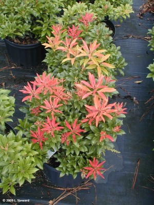 Pieris japonica