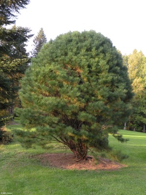 Pinus cembra