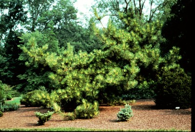 Pinus densiflora