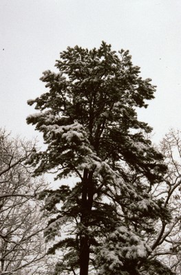 Pinus echinata