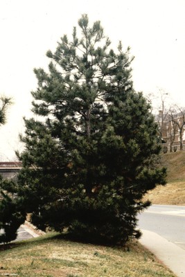 Pinus nigra