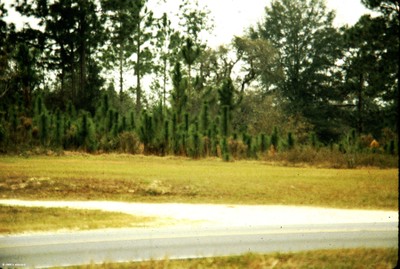 Pinus palustris