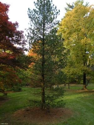 Pinus parviflora