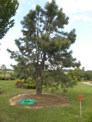 Pinus Ponderosa1.JPG