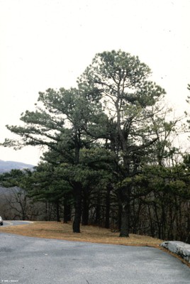 Pinus rigida