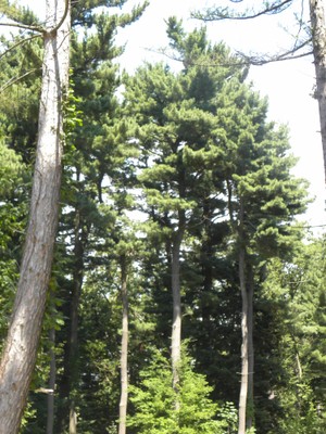 Pinus strobus1a.JPG
