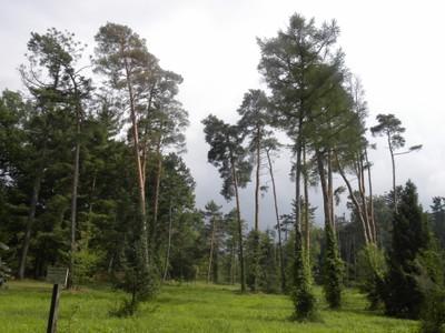 Pinus sylvestris1.JPG