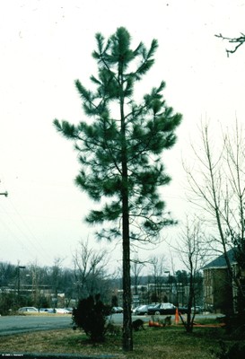 Pinus taeda