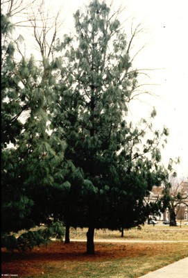 Pinus wallichiana