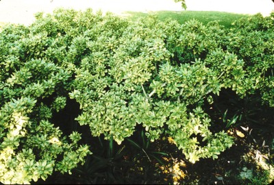 Pittsphorum tobira
