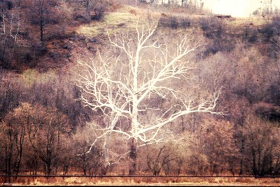 Platanus occidentalis