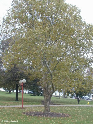 Platanus x acerifolia