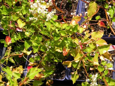 Polygonum aubertii (foliage-flower)