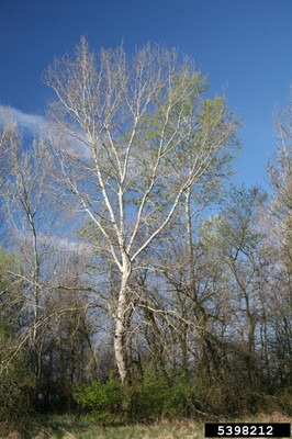 Populus alba1_5398212.jpg