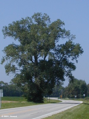 Populus deltoides