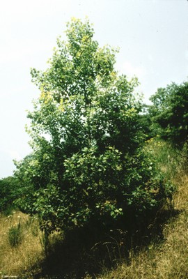 Populus grandidentata