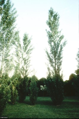 Populus nigra 'Italica'