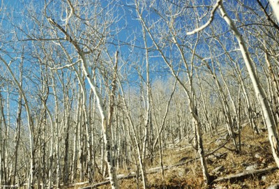 Populus tremuloides (form)